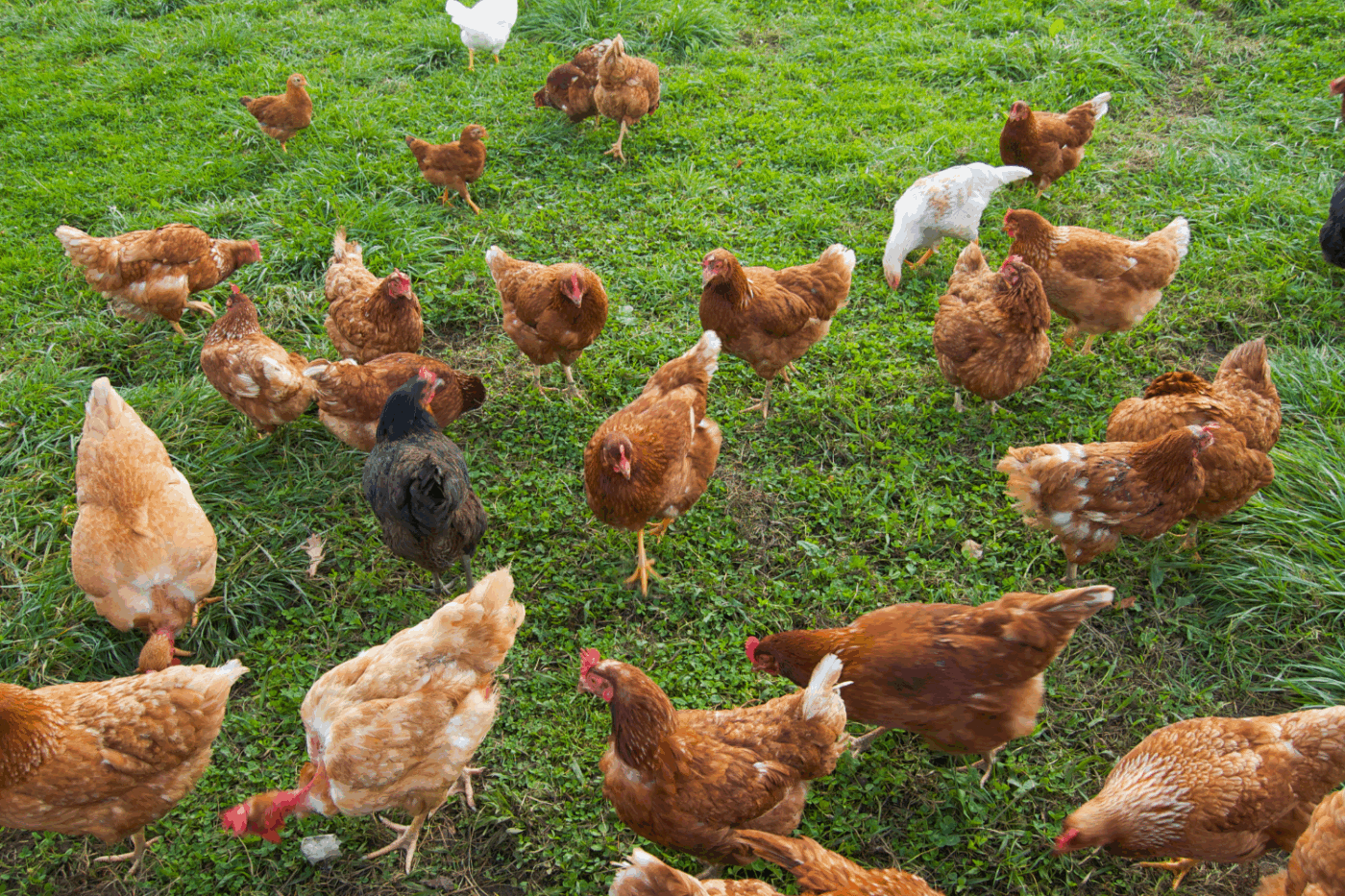 free roam chicken laws in virginia