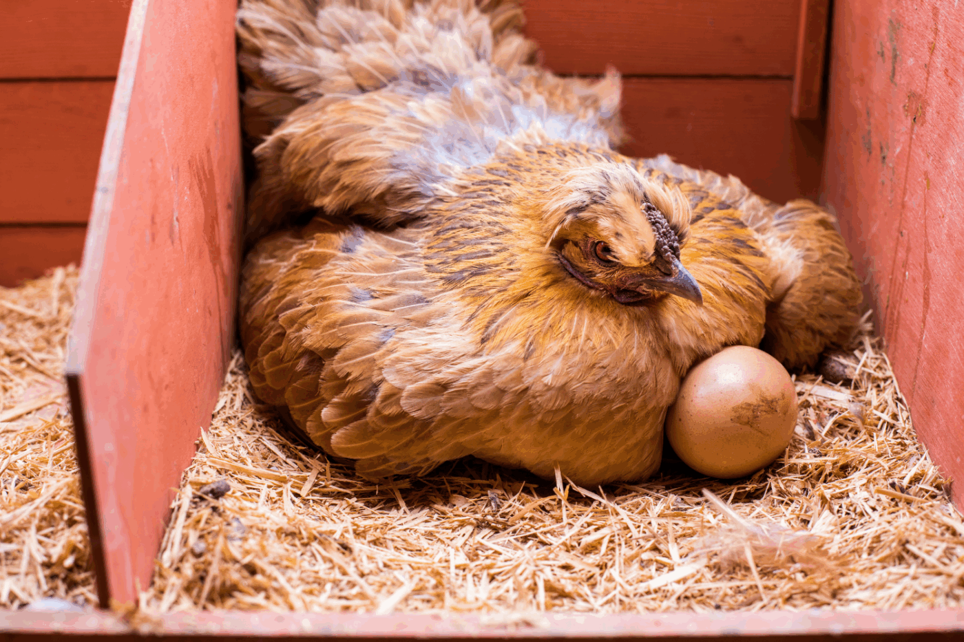 hen with egg for egg laws in virginia