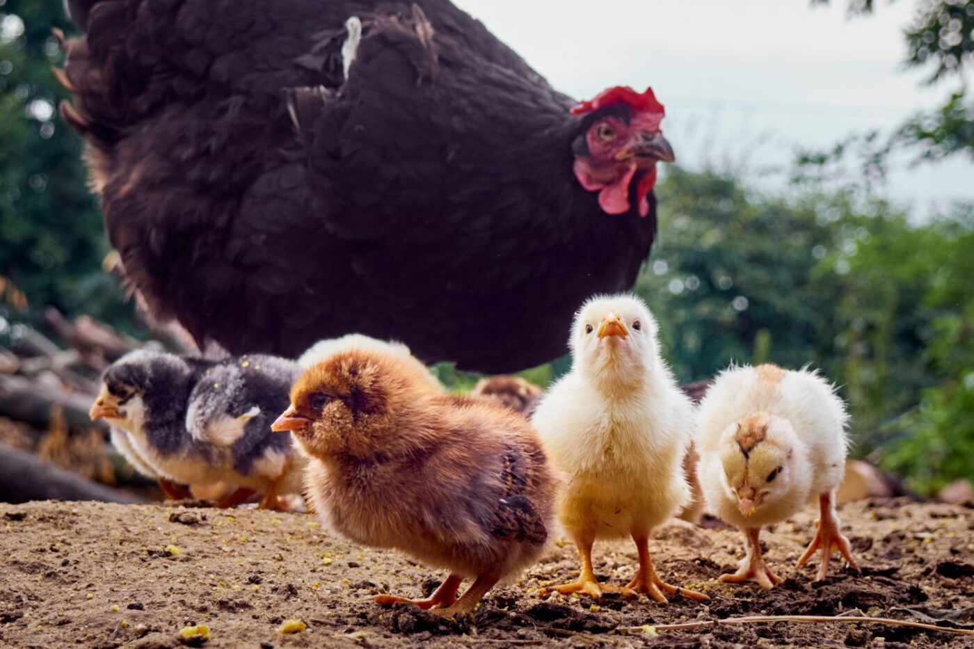 Do You Need A Permit for Chickens in Vermont