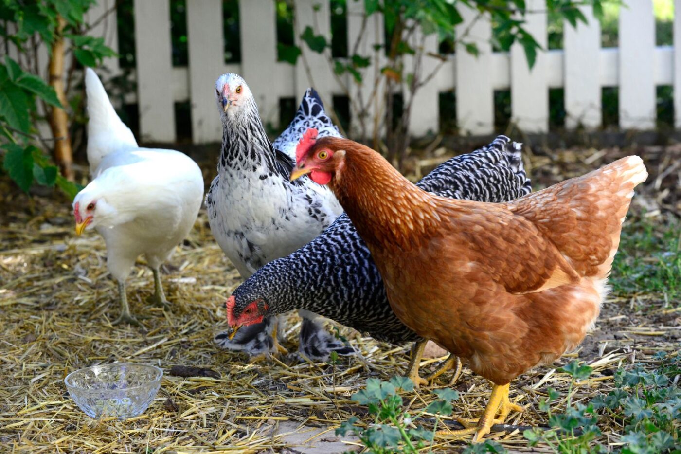 Is it Legal to Have Chickens in your Backyard in VT