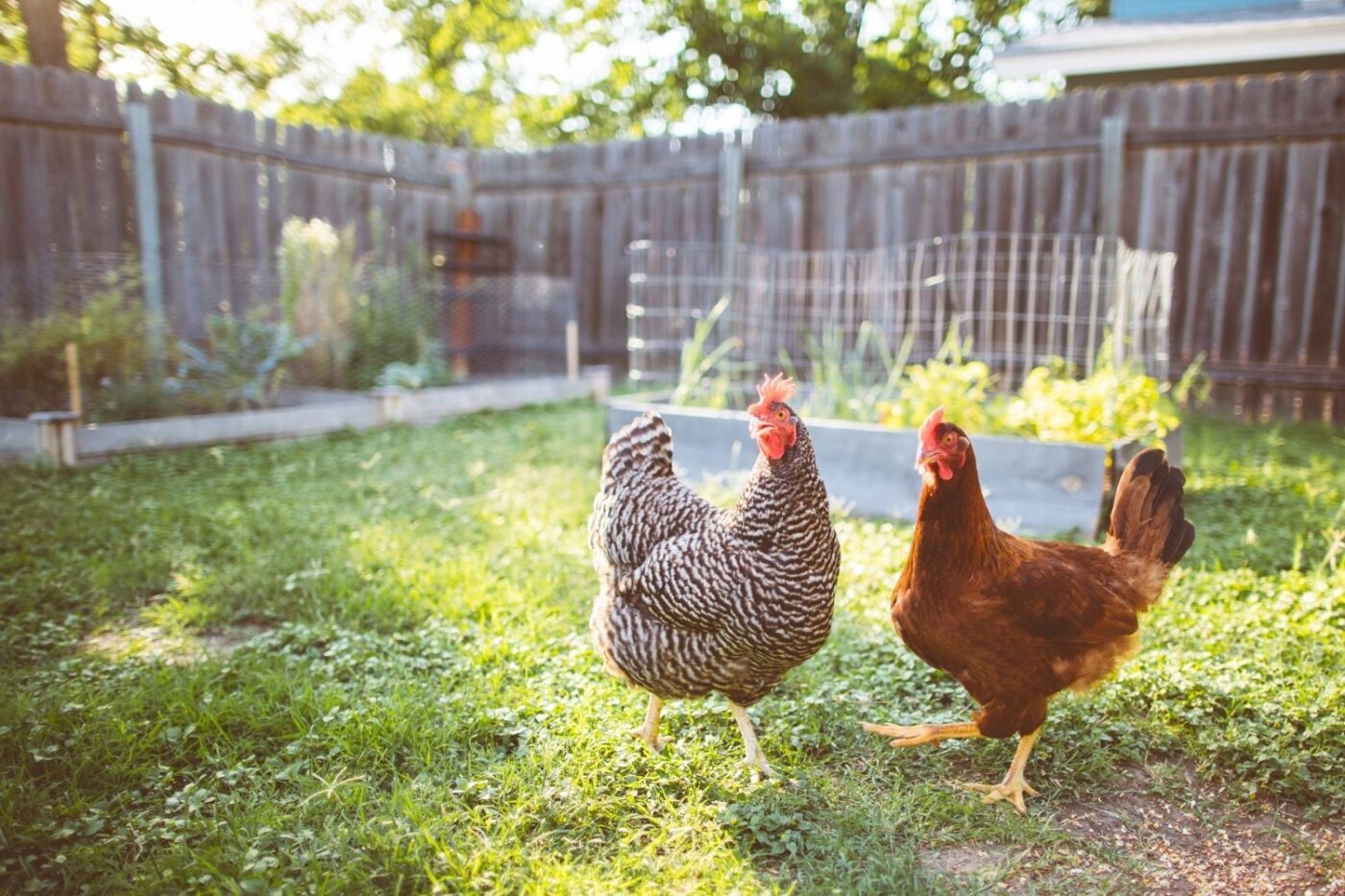 can i have chickens in my backyard in west virginia
