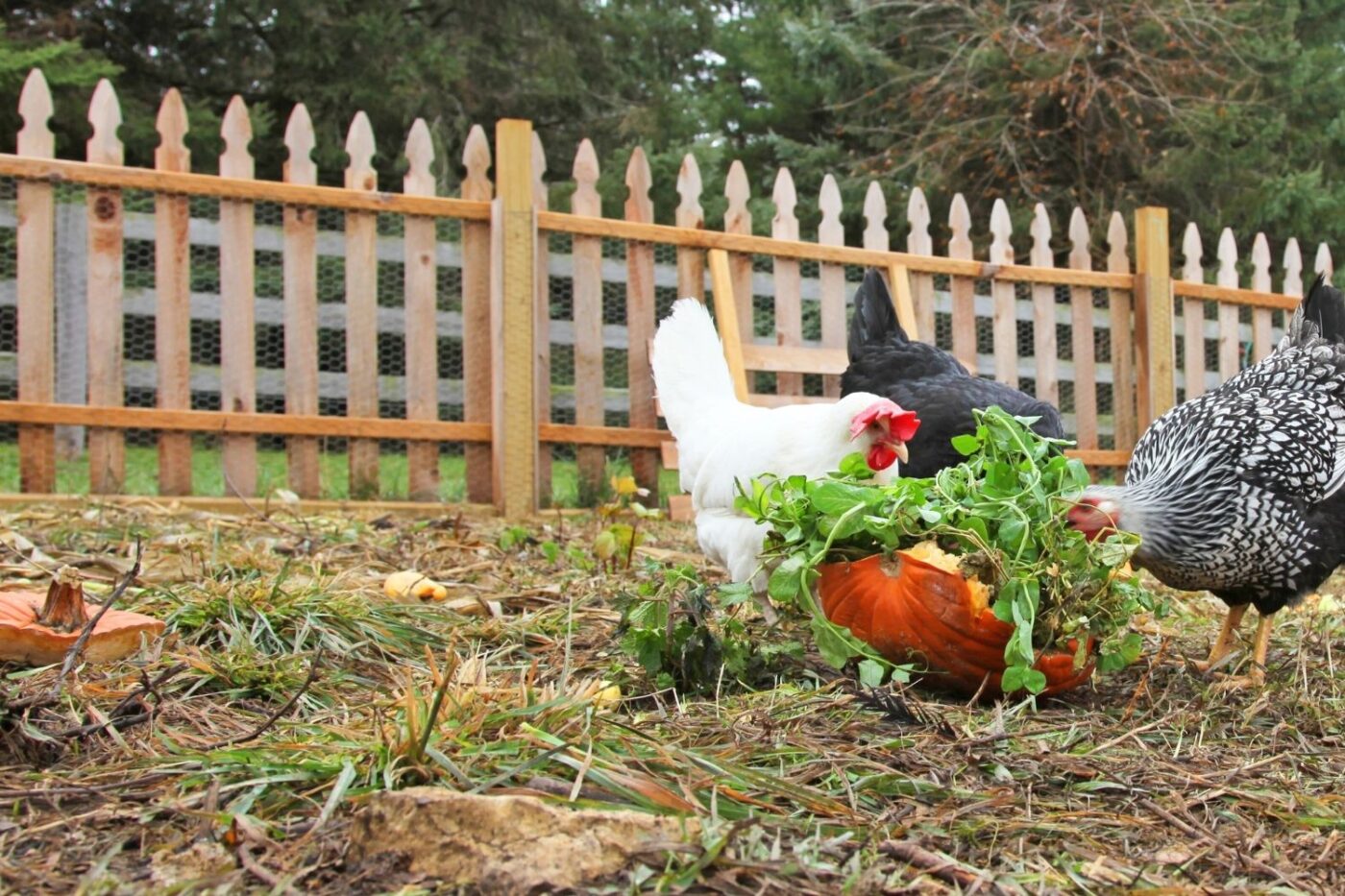 chickens eating pumpkin