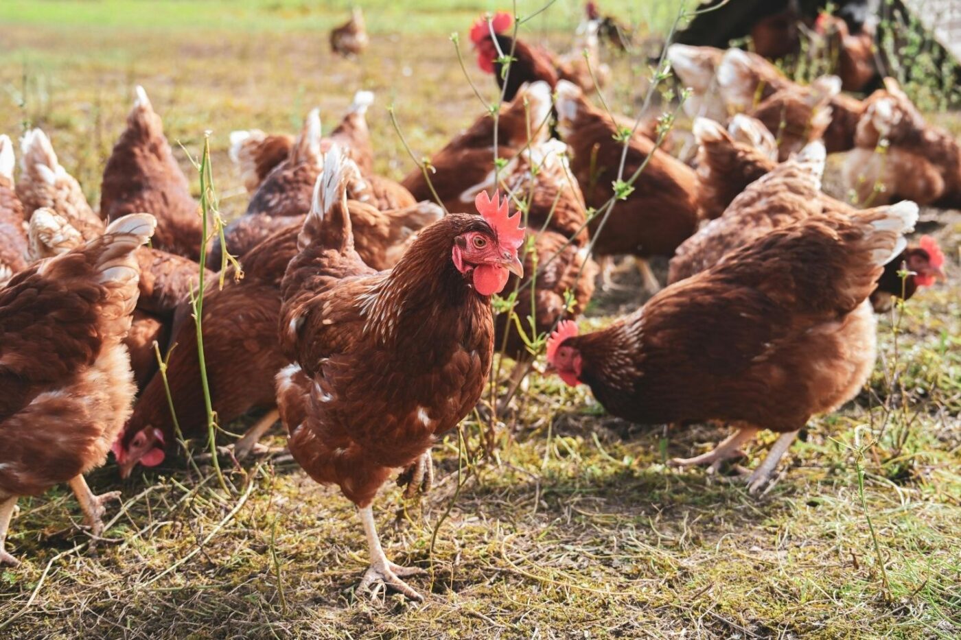 chickens free ranging (2)