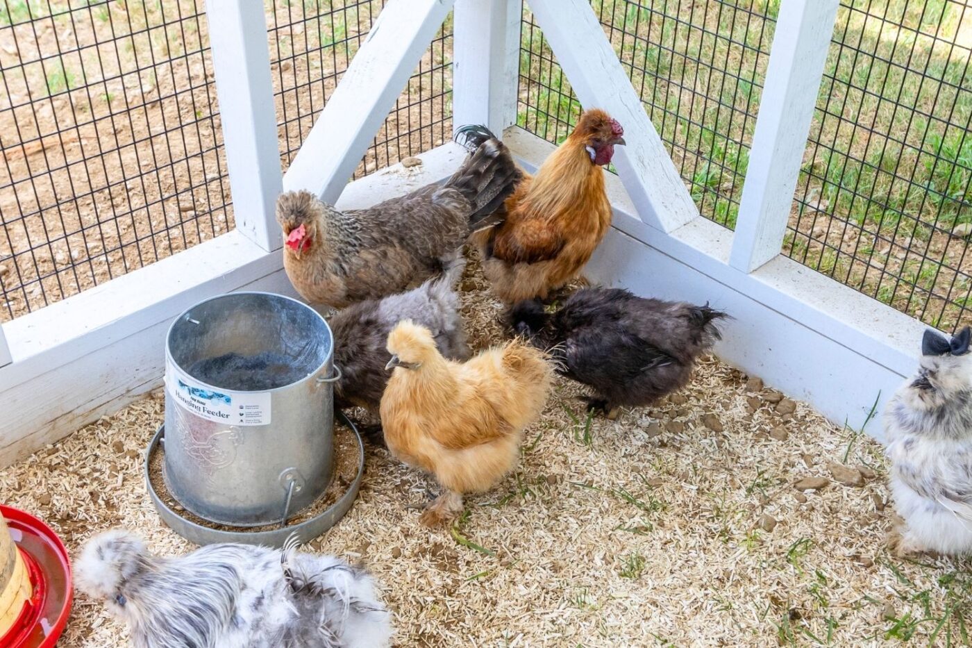 chickens gathered around a feeder