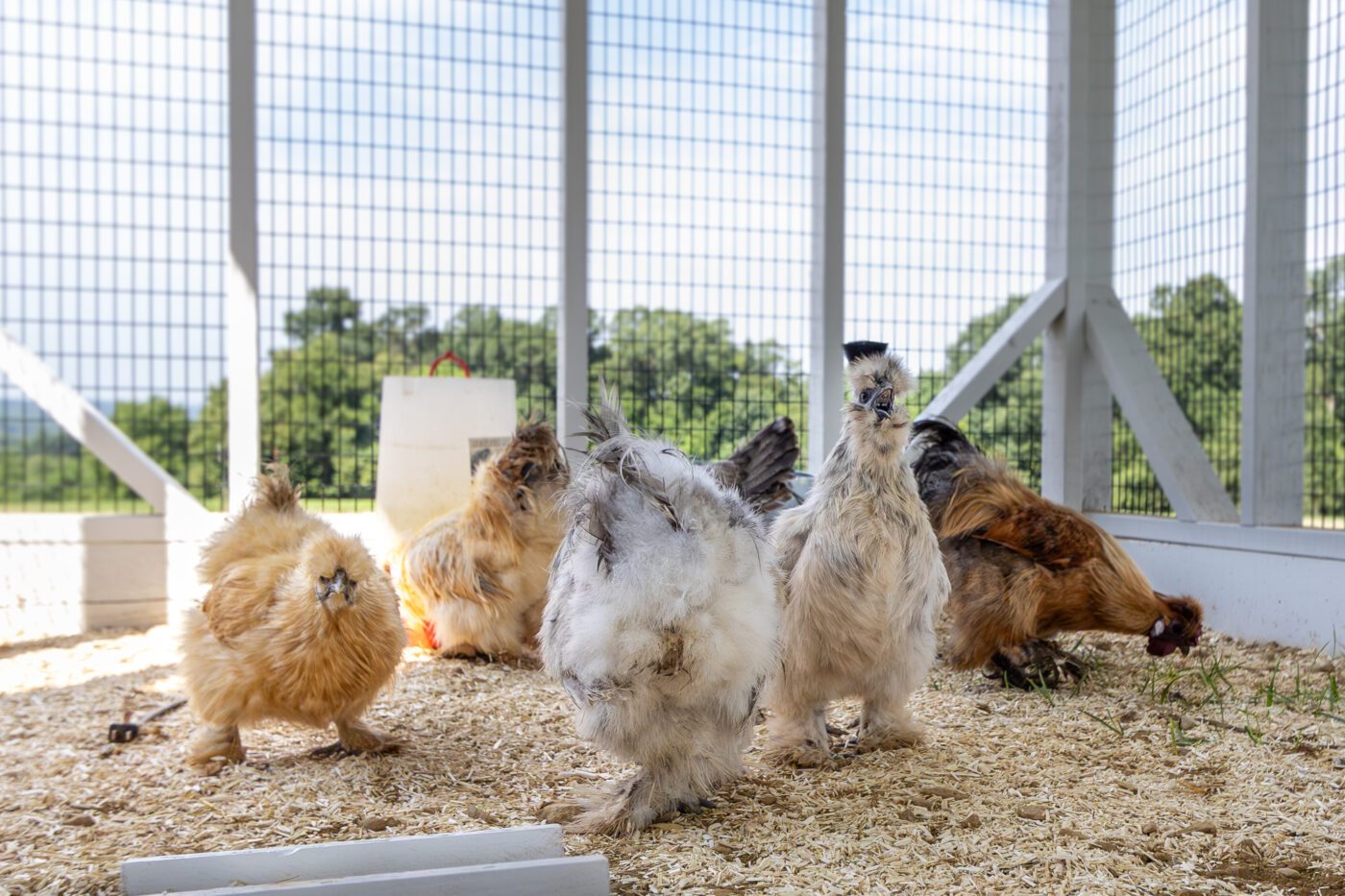 chickens inside outdoor run some by feeder and waterer