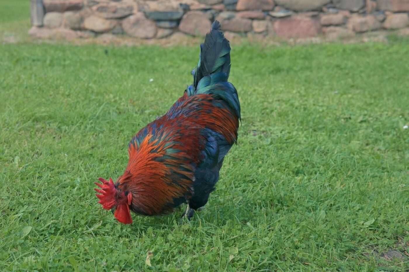 rooster in backyard