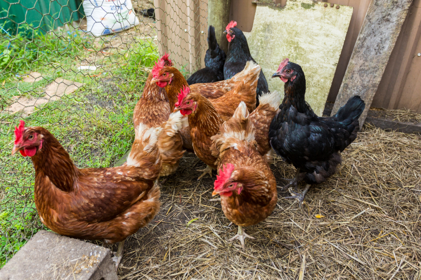 backyard chickens in washington