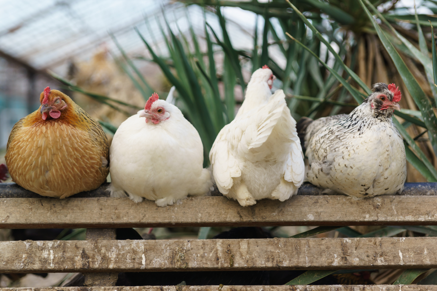 chickens sitting on wood in washington