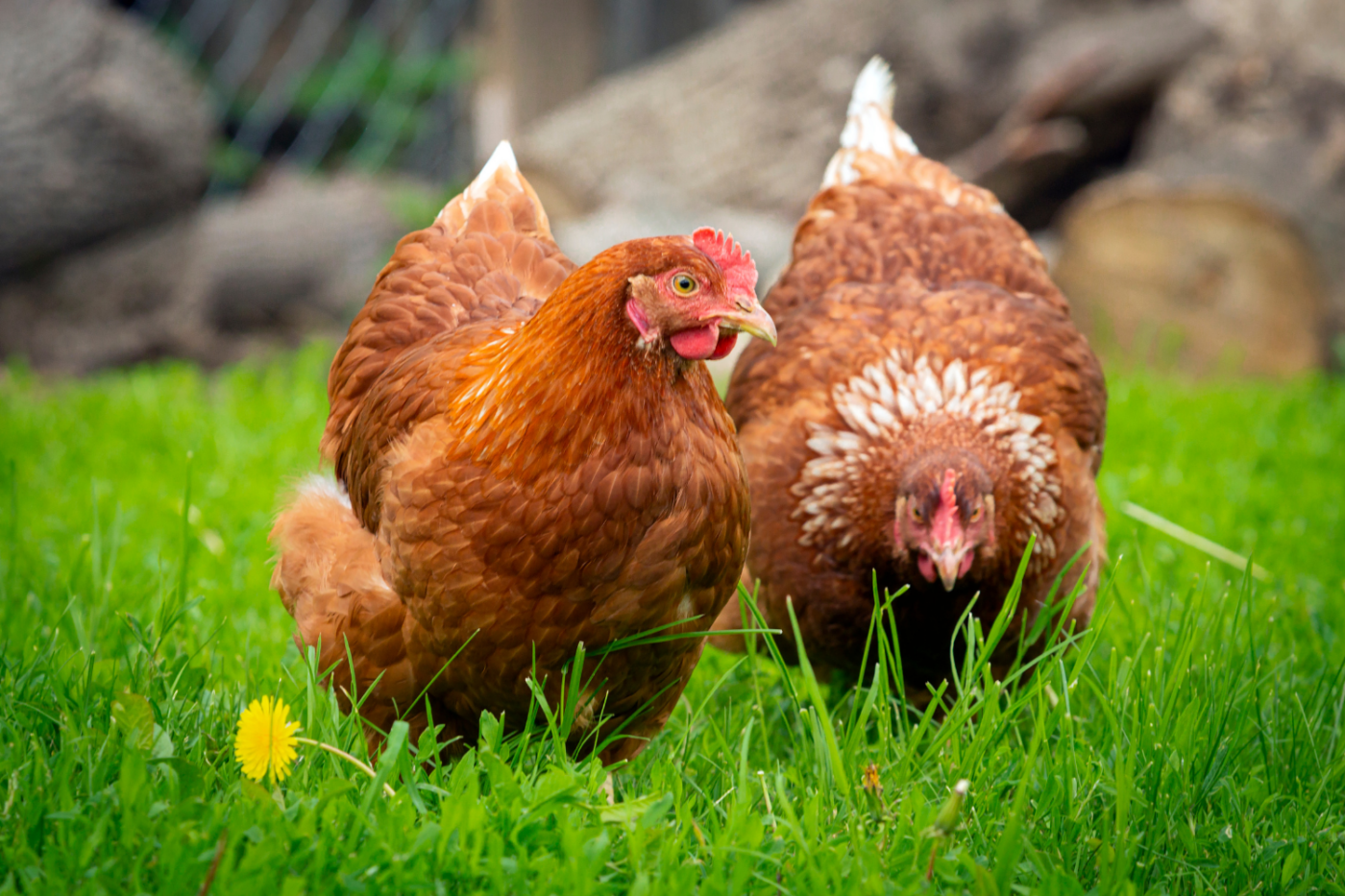two chickens for backyard in washington