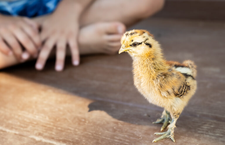 boy with baby chicken
