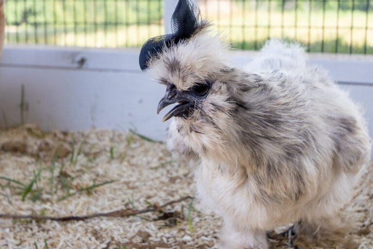 white and gray chicken with bow on its head