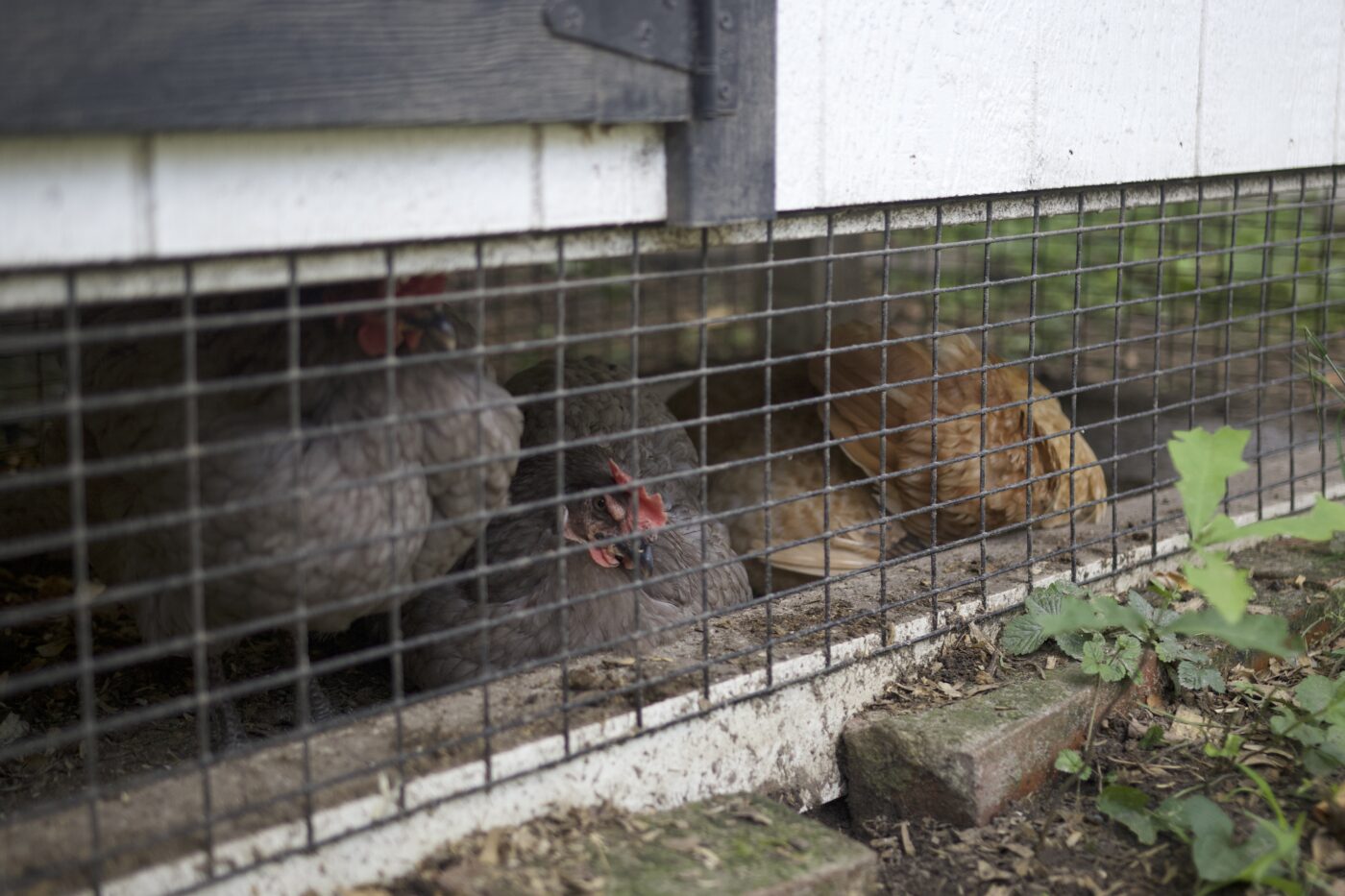 chickens underneath coop