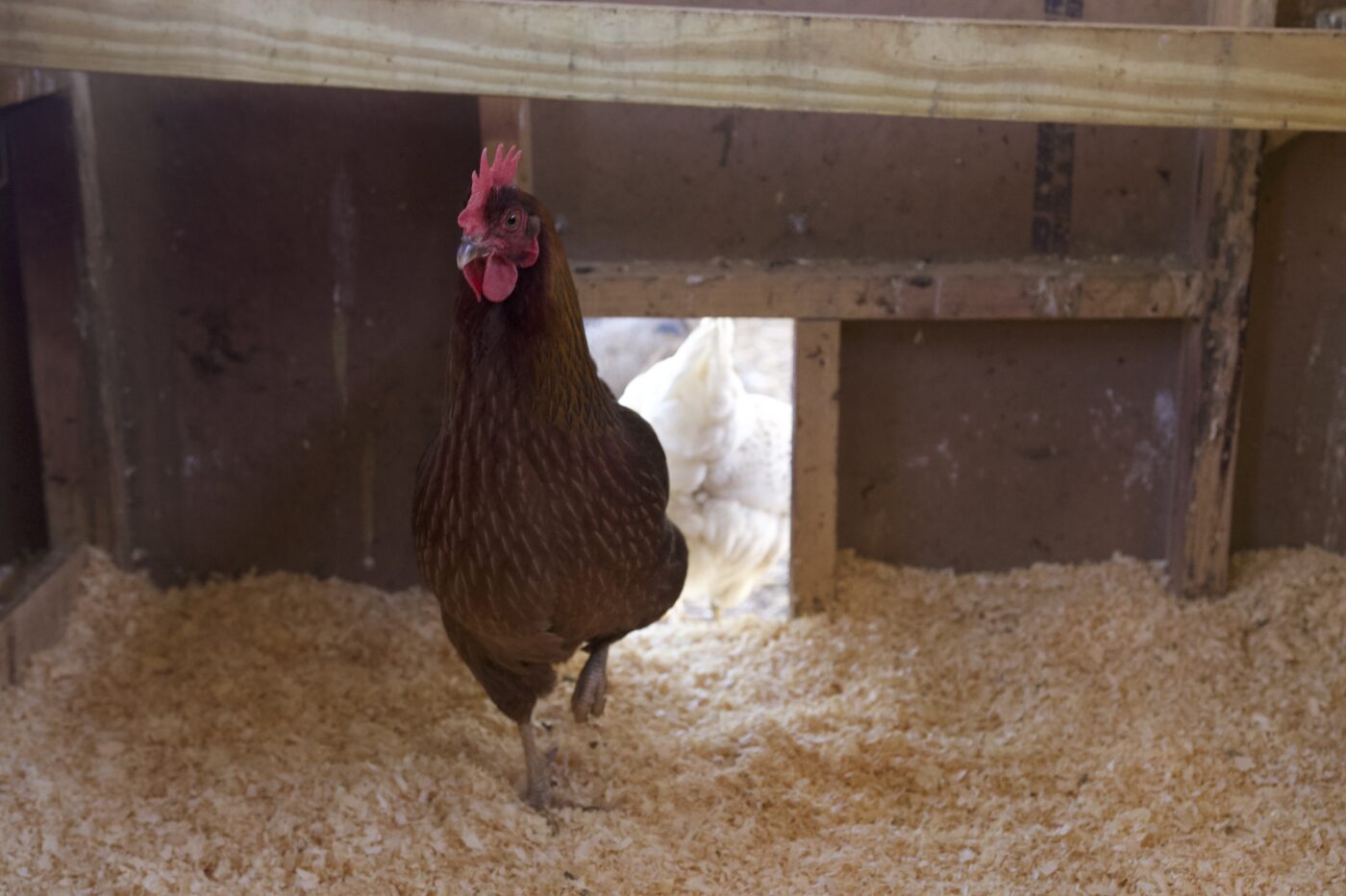 brown and red chicken entering coop