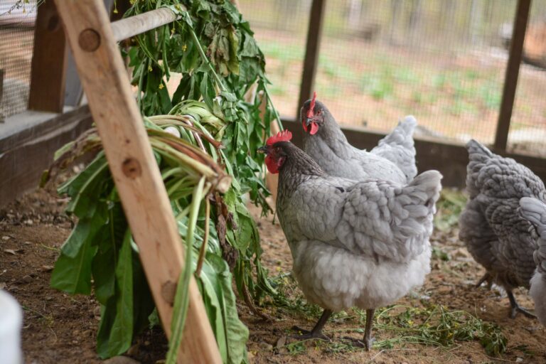 7x28 Combination Chicken Coop in New Hampshire 17