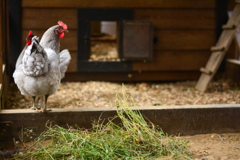 7x28 Combination Chicken Coop in New Hampshire 19