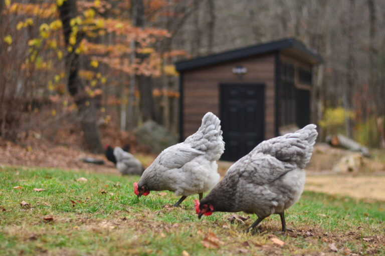 7x28 Combination Chicken Coop in New Hampshire 21