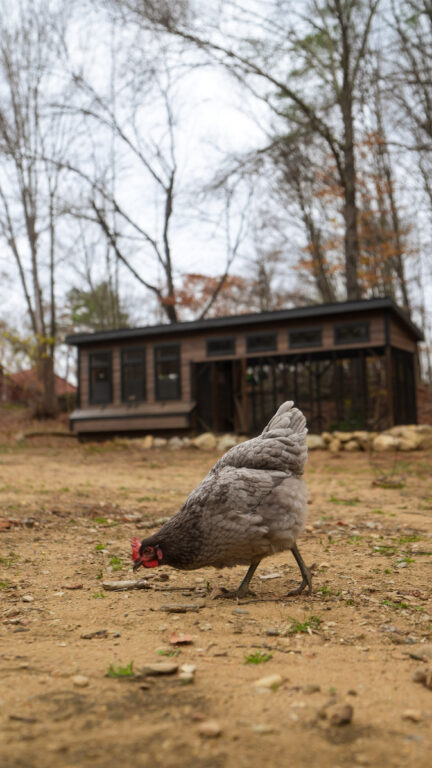 7x28 Combination Chicken Coop in New Hampshire 22