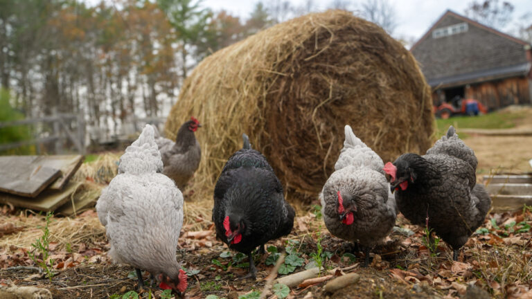 7x28 Combination Chicken Coop in New Hampshire 23