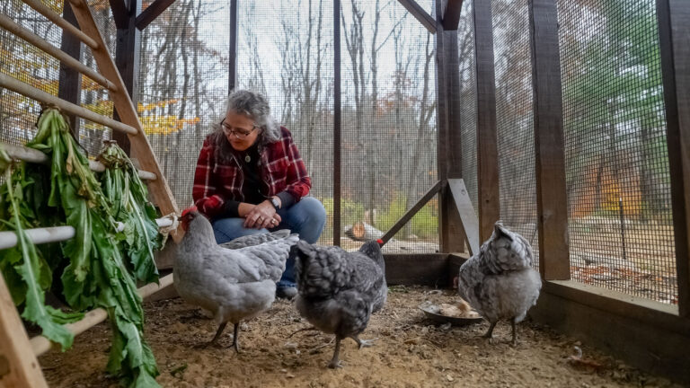 chickens scratching in the 7x16 run portion of the lean