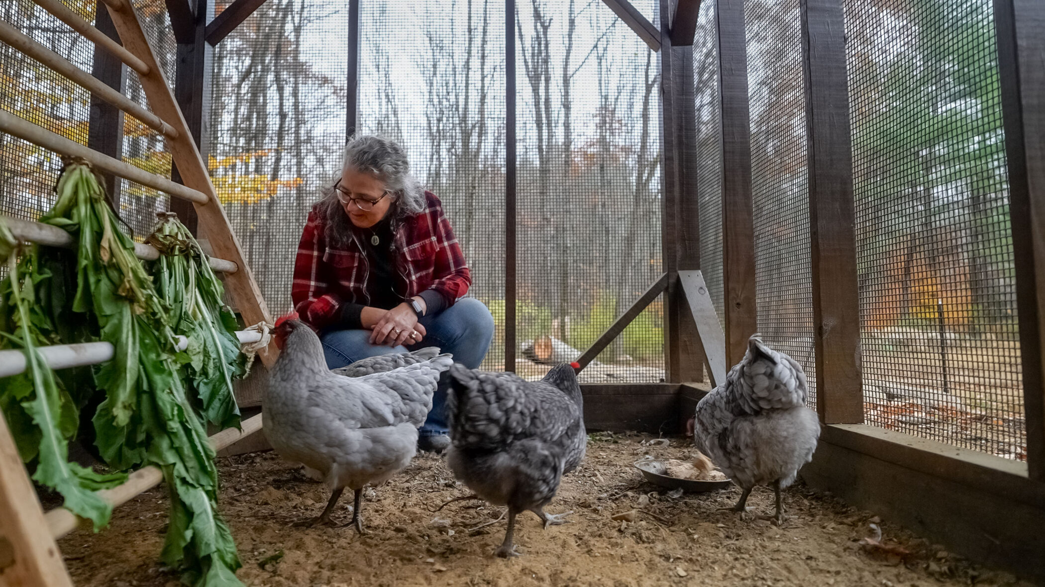 chickens scratching in the 7x16 run portion of the lean