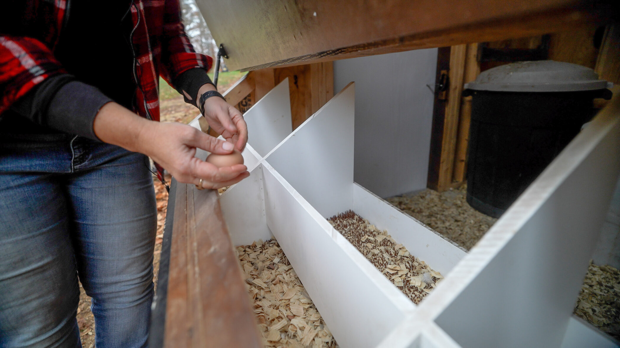 Woman holding chicken egg after retrieving it from the roll away nesting box