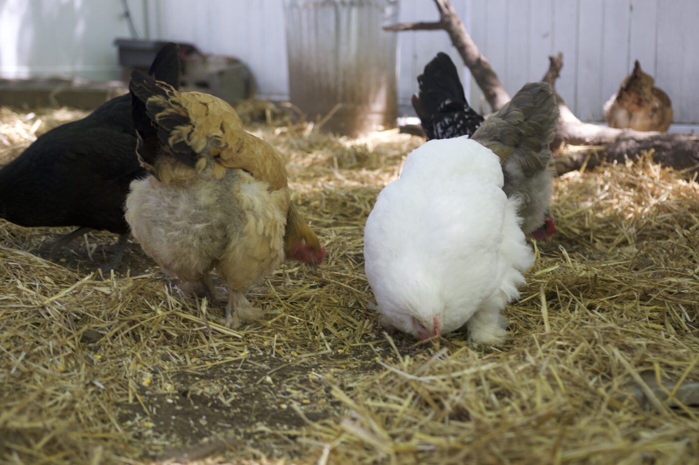 a bunch of chickens eating in hay yard
