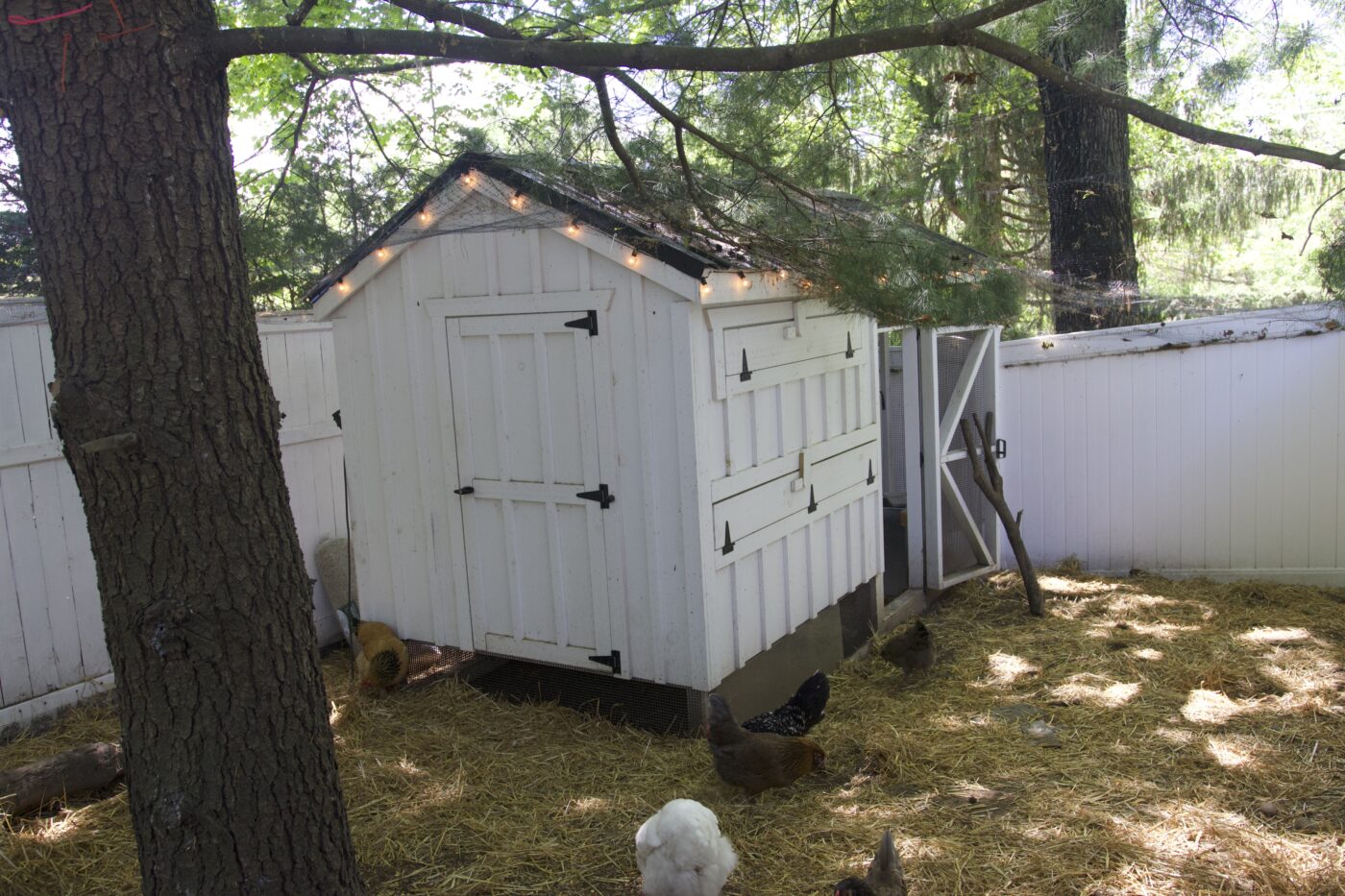 white backyard chicken coop with automatic door