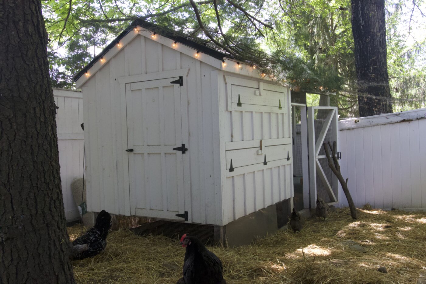 white chicken coop covered by trees and a hawk net