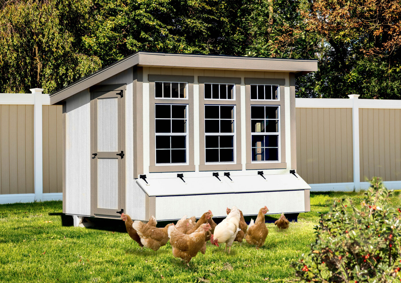 white lean to coop with tan trim three large windows with egg collection box below and chickens grazing in grass in front