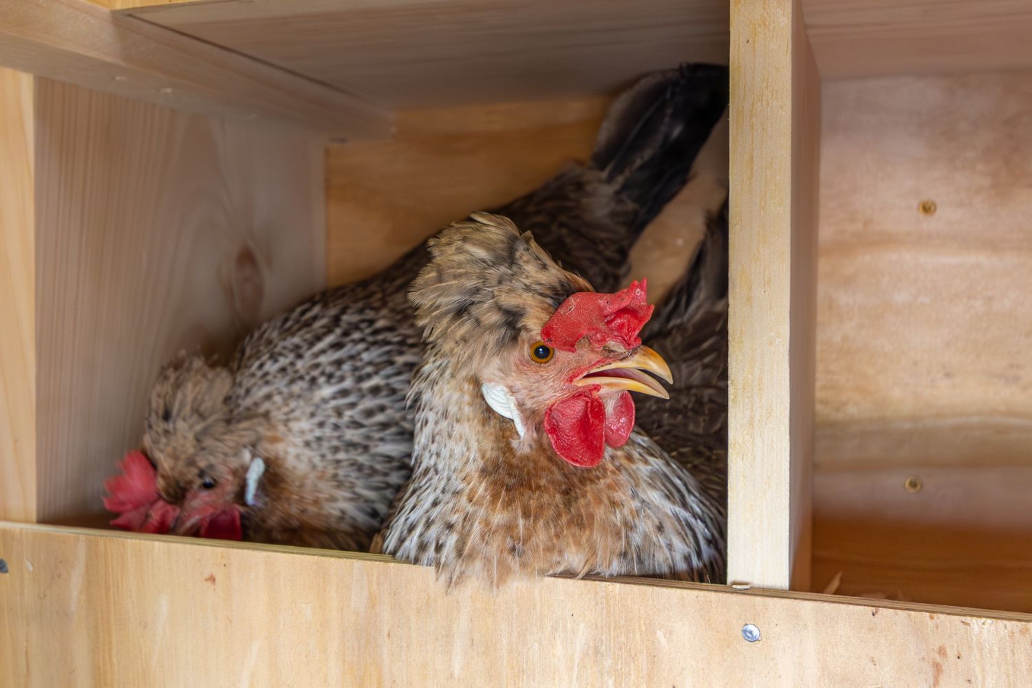 Elam Miller and the Chicken Whisperer in the magazine, Beyond the Heat Lamp Smarter Ways to Protect Chickens in Cold Weather