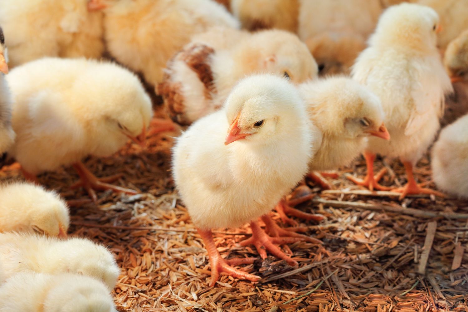 Elam Miller in article, Is Raising Chickens Actually Cheaper Than Buying Eggs? Chicken Keepers Weigh In. Baby chicks.
