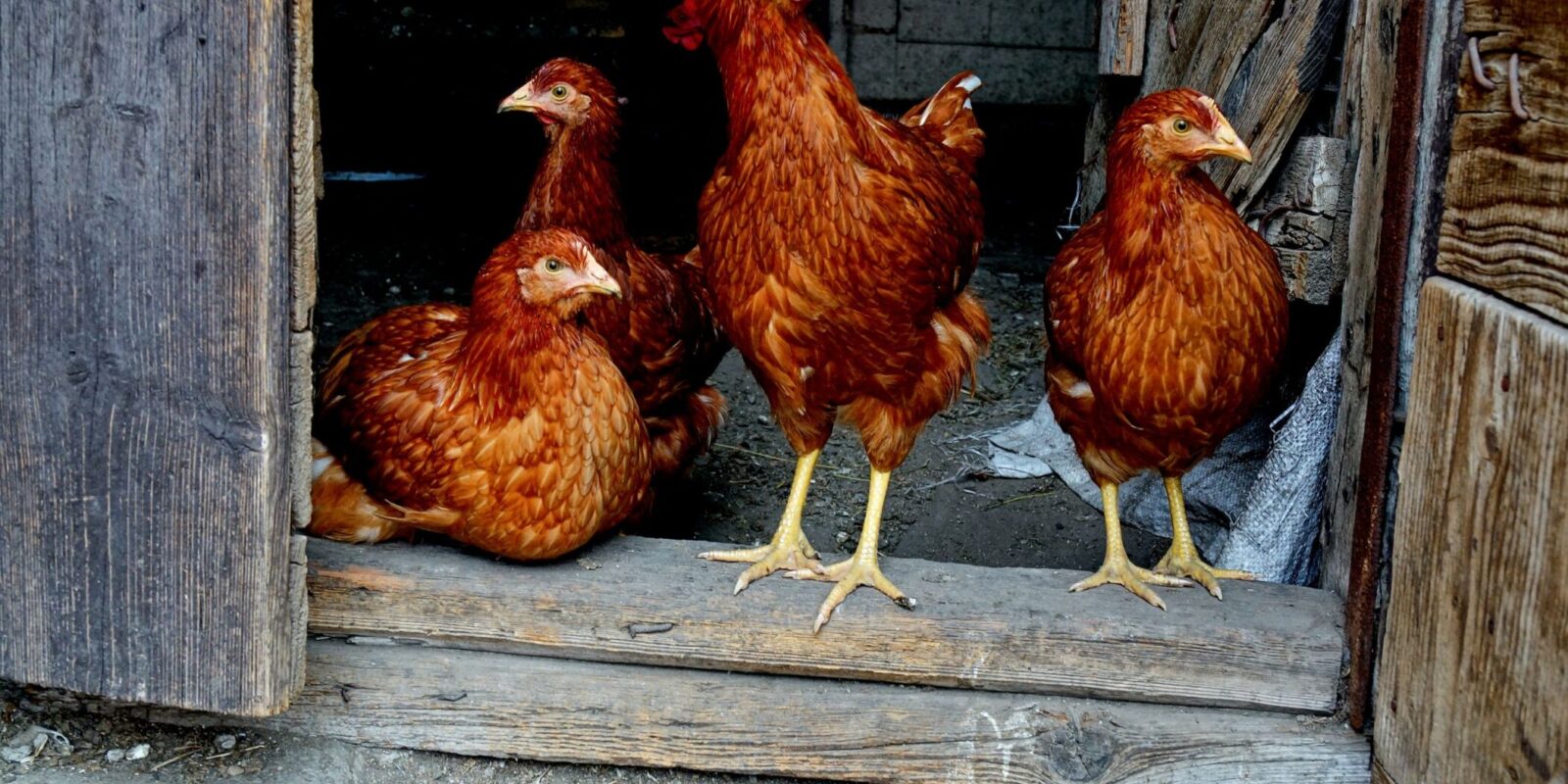 chicken coop size (13)