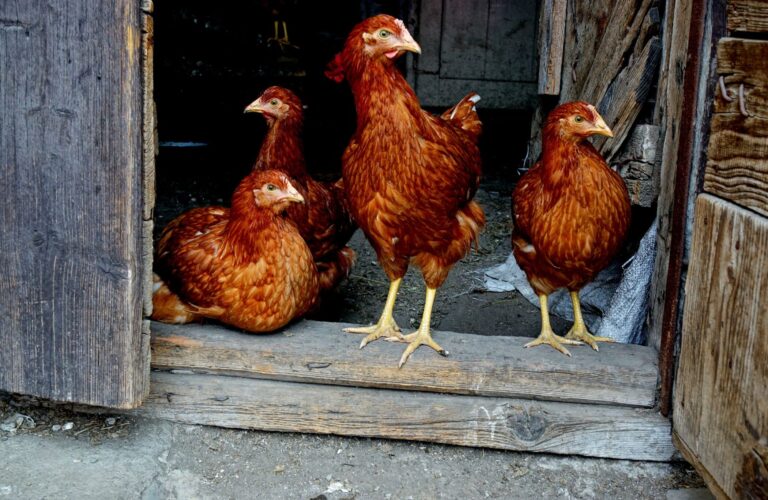 chicken coop size (13)