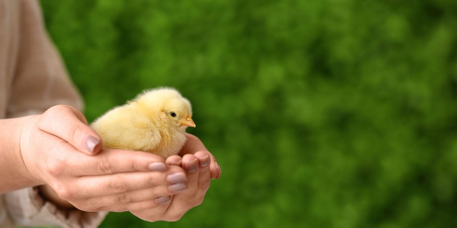 guide to raising chickens (2)