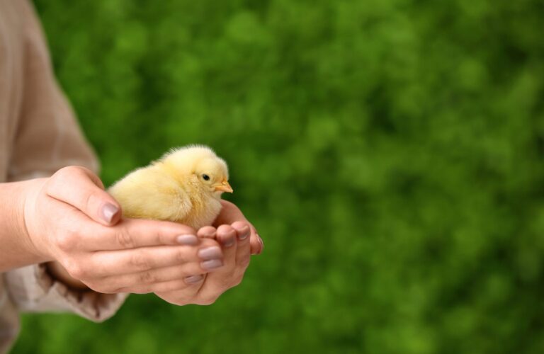 guide to raising chickens (2)