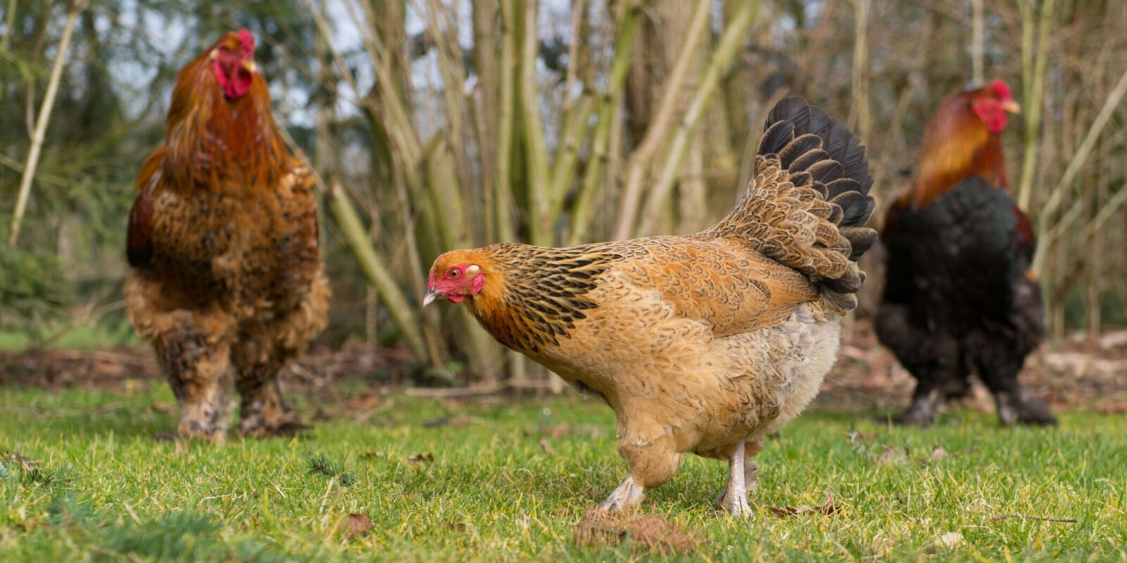 cost to raise chickens (3)
