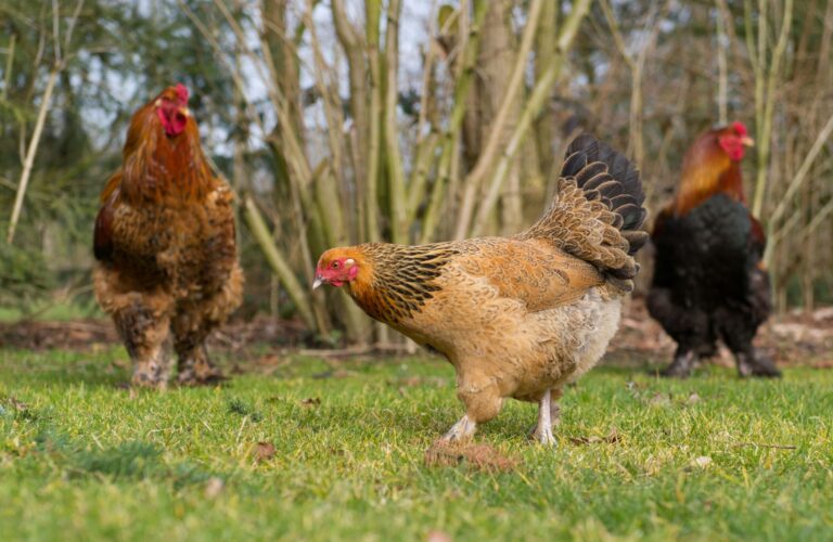 cost to raise chickens (3)