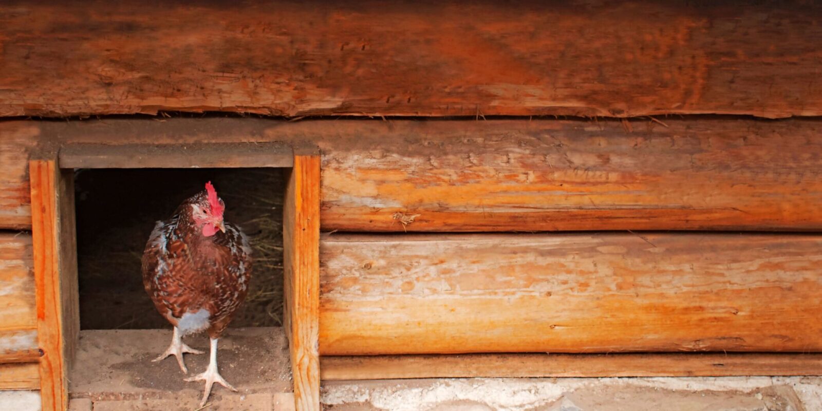 cleaning a chicken coop (7)