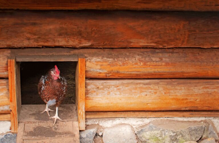 cleaning a chicken coop (7)