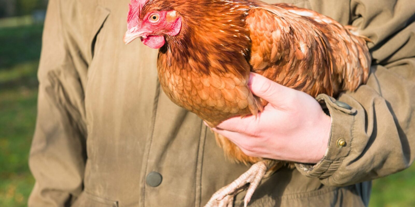 backyard chickens (3)