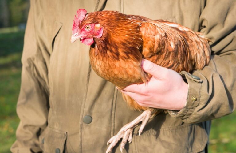 backyard chickens (3)