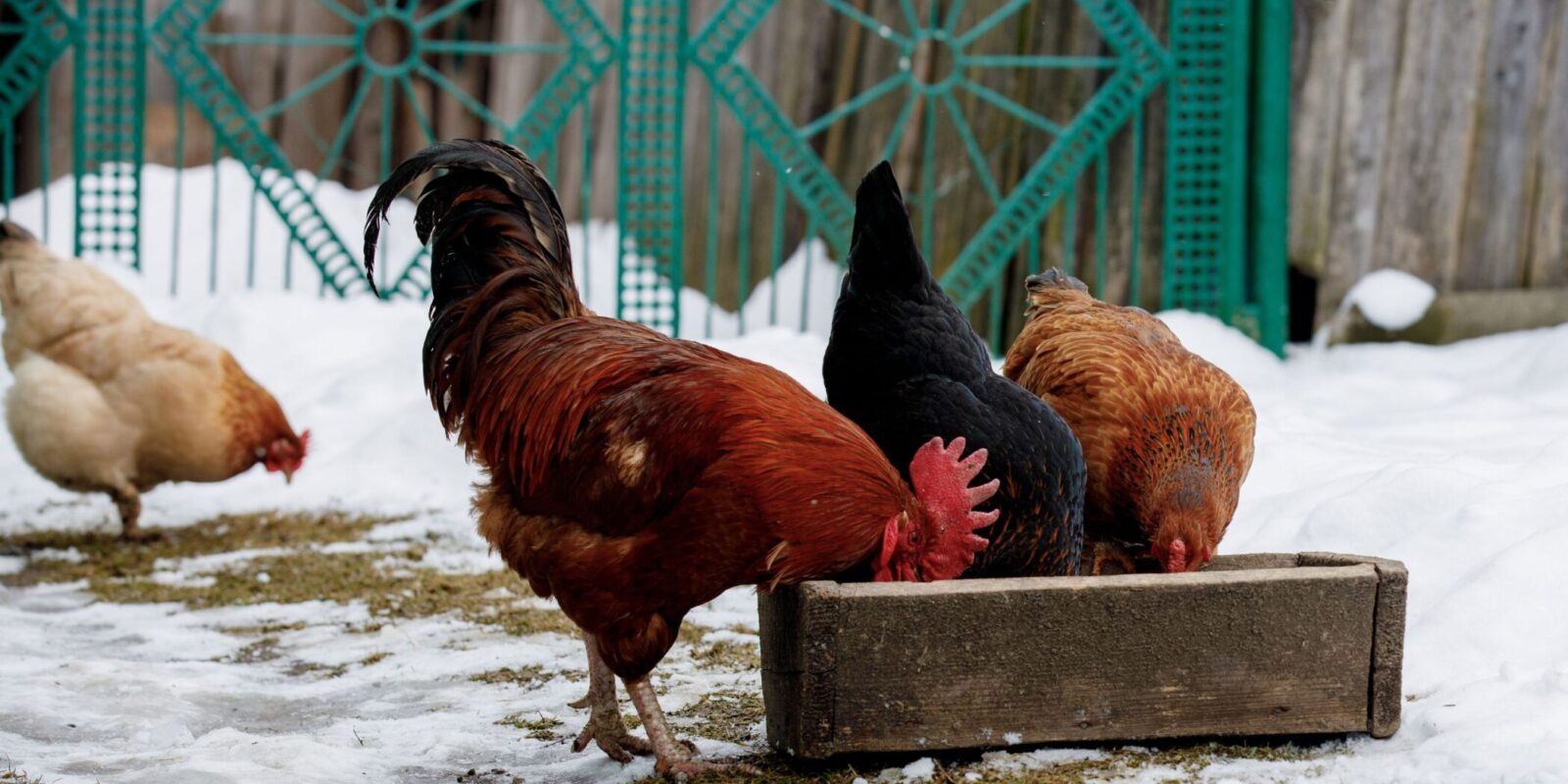 chicken breeds