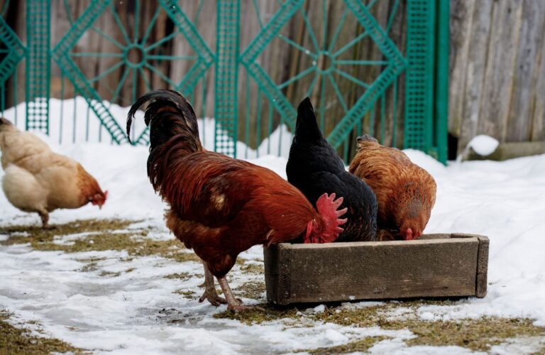 chicken breeds