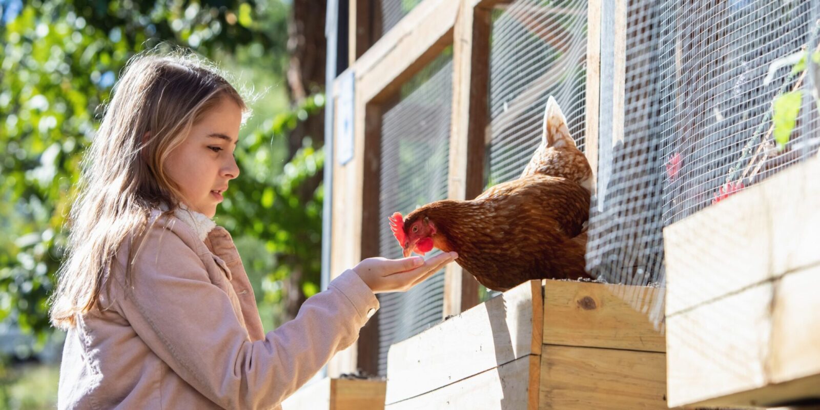 Friendly Chicken Breeds (3)