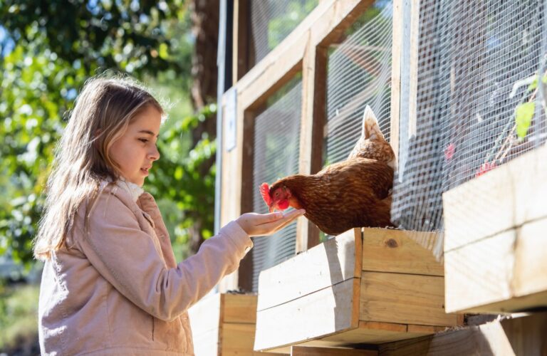 Friendly Chicken Breeds (3)