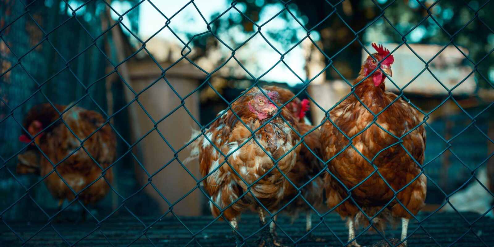 chicken molting