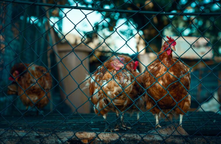chicken molting