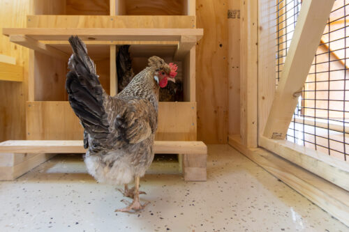 chickens walking into nesting box