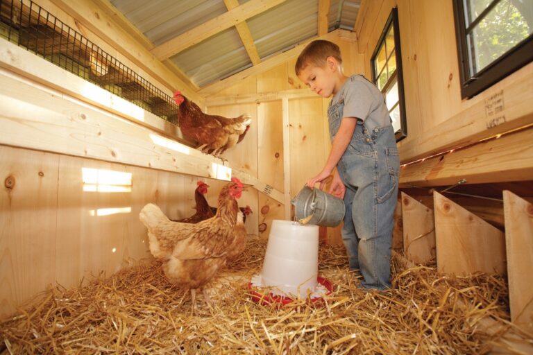 back yard chicken coops Boy With Chickens