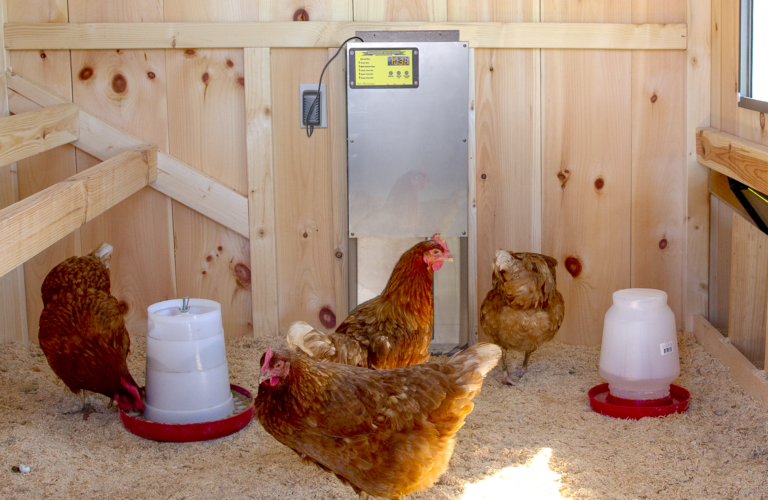 automatic chicken coop door